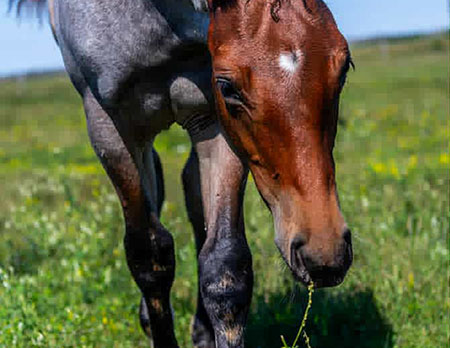 TPH A StreakN Tribute