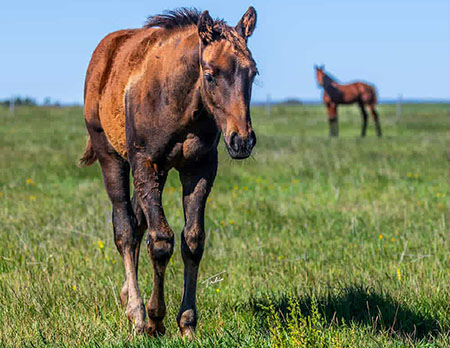 TPH StreakN Mystically