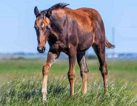 TPH StreaknWithHonor