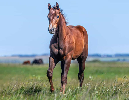 TPHStreakNinParadise