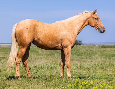 SFD Sheza Slick Hula