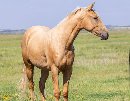 SFD Sheza Slick Hula