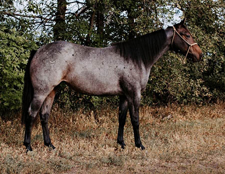 TPH StreakN Paradise