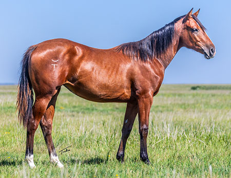 TPH Susies French Socks